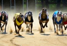 bets on dog racing