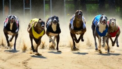 bets on dog racing