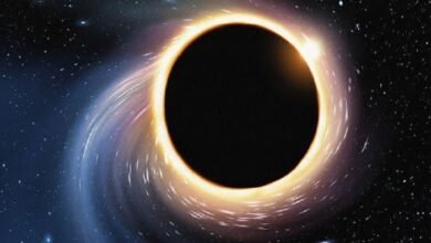 Black Holes